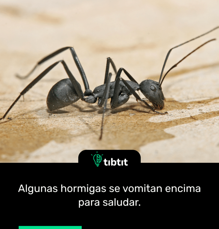 Algunas hormigas se vomitan encima para saludar.