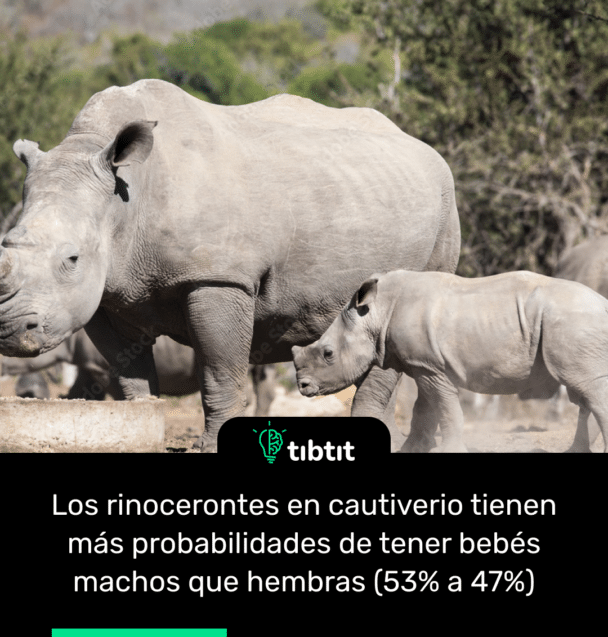 Los rinocerontes en cautiverio tienen más probabilidades de tener bebés machos que hembras (53% a 47%)
