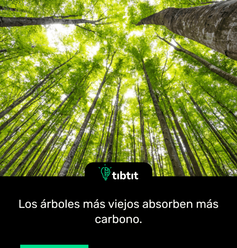 Los árboles más viejos absorben más carbono.