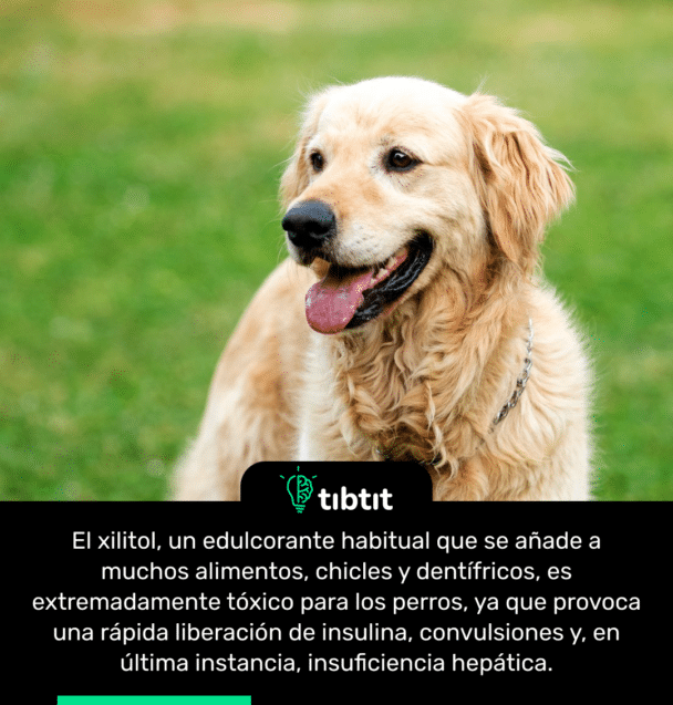 El xilitol, un edulcorante habitual que se añade a muchos alimentos, chicles y dentífricos, es extremadamente tóxico para los perros, ya que provoca una rápida liberación de insulina, convulsiones y, en última instancia, insuficiencia hepática.