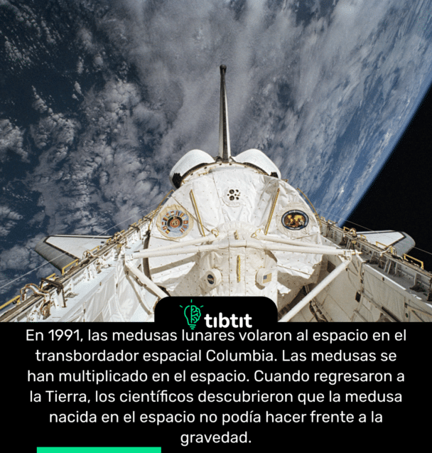 En 1991, las medusas lunares volaron al espacio en el transbordador espacial Columbia. Las medusas se han multiplicado en el espacio. Cuando regresaron a la Tierra, los científicos descubrieron que la medusa nacida en el espacio no podía hacer frente a la gravedad.