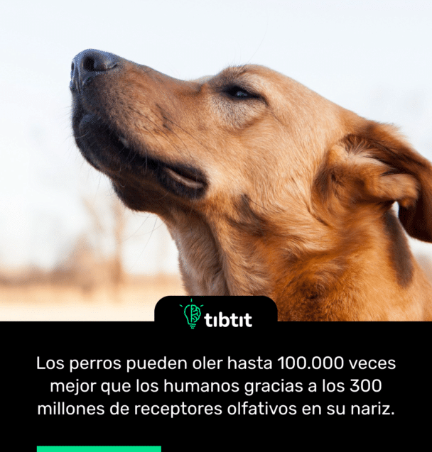 Los perros pueden oler hasta 100.000 veces mejor que los humanos gracias a los 300 millones de receptores olfativos en su nariz.