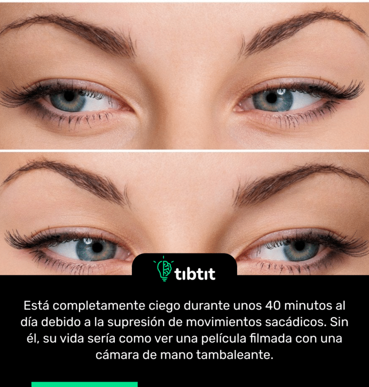 Está completamente ciego durante unos 40 minutos al día debido a la supresión de movimientos sacádicos. Sin él, su vida sería como ver una película filmada con una cámara de mano tambaleante.