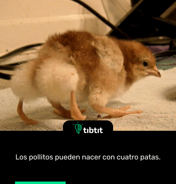 Los pollitos pueden nacer con cuatro patas.