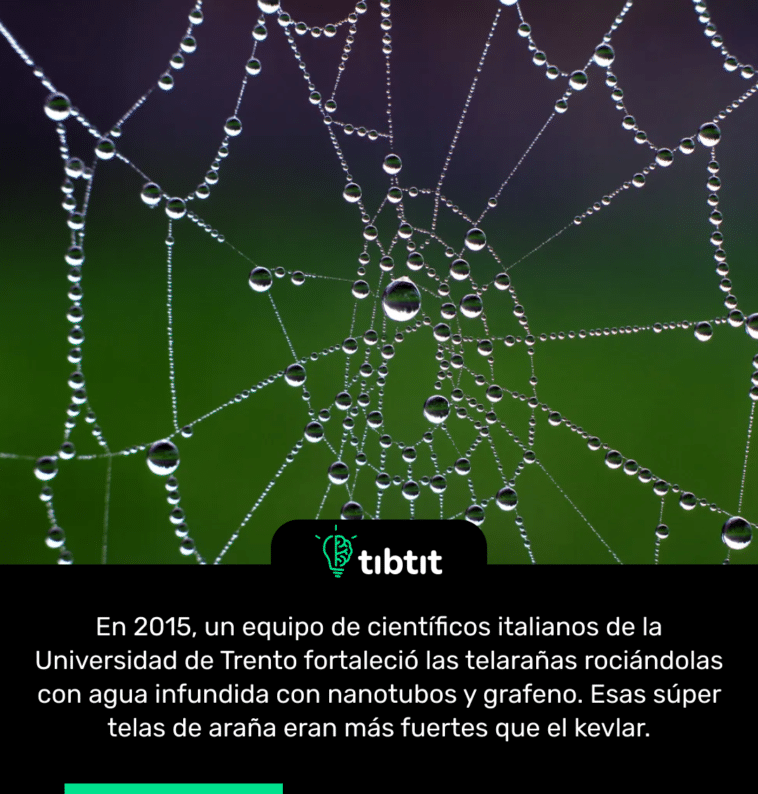 En 2015, un equipo de científicos italianos de la Universidad de Trento fortaleció las telarañas rociándolas con agua infundida con nanotubos y grafeno. Esas súper telas de araña eran más fuertes que el kevlar.
