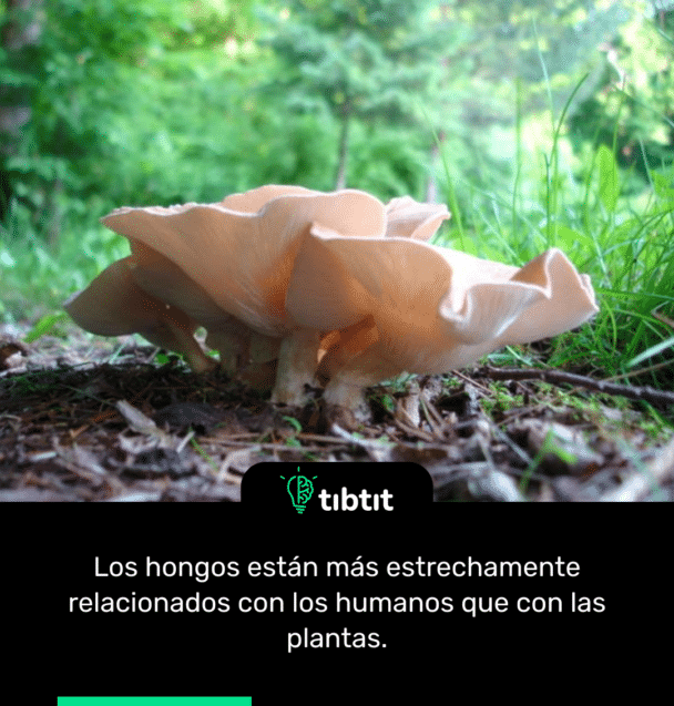 Los hongos están más estrechamente relacionados con los humanos que con las plantas.
