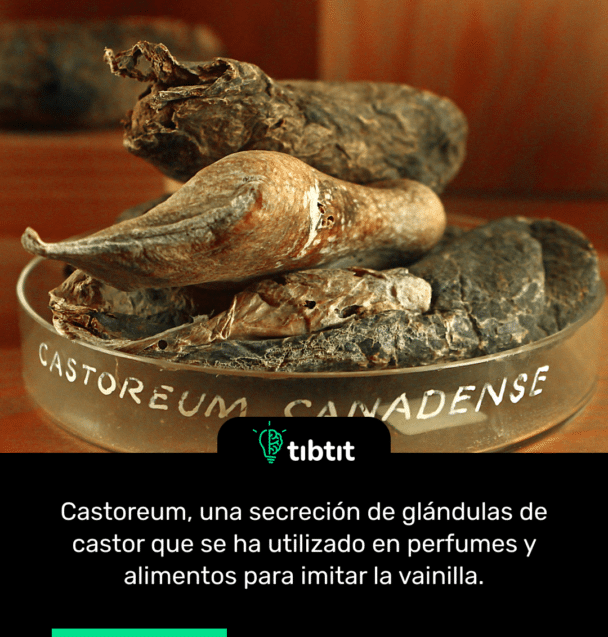 Castoreum, una secreción de glándulas de castor que se ha utilizado en perfumes y alimentos para imitar la vainilla.