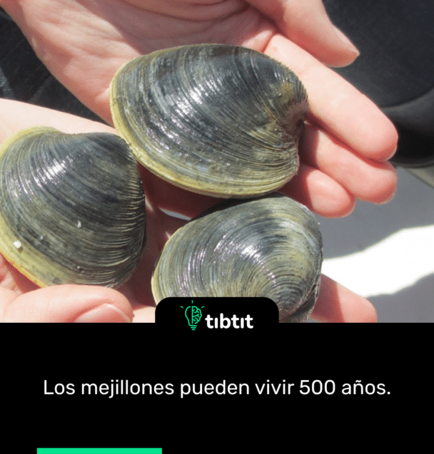 Los mejillones pueden vivir 500 años.