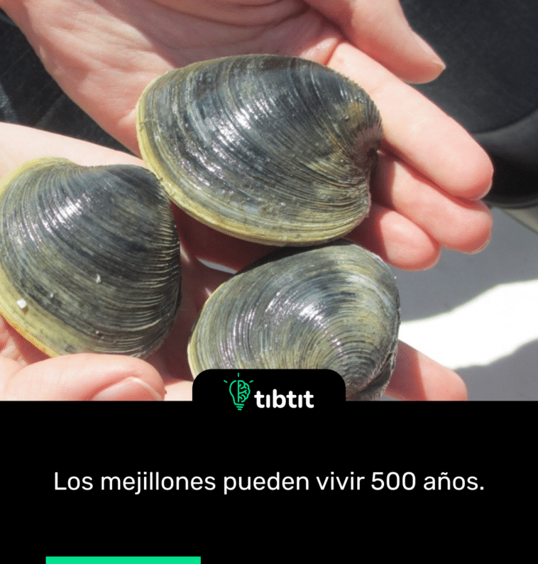 Los mejillones pueden vivir 500 años.