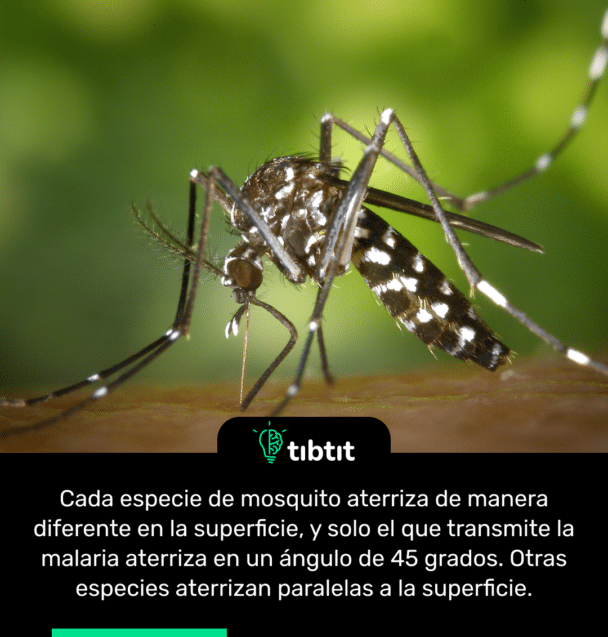 Cada especie de mosquito aterriza de manera diferente en la superficie, y solo el que transmite la malaria aterriza en un ángulo de 45 grados. Otras especies aterrizan paralelas a la superficie.