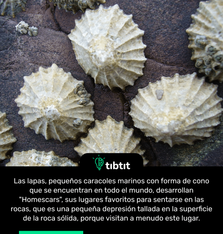 Las lapas, pequeños caracoles marinos con forma de cono que se encuentran en todo el mundo, desarrollan "Homescars", sus lugares favoritos para sentarse en las rocas, que es una pequeña depresión tallada en la superficie de la roca sólida, porque visitan a menudo este lugar.