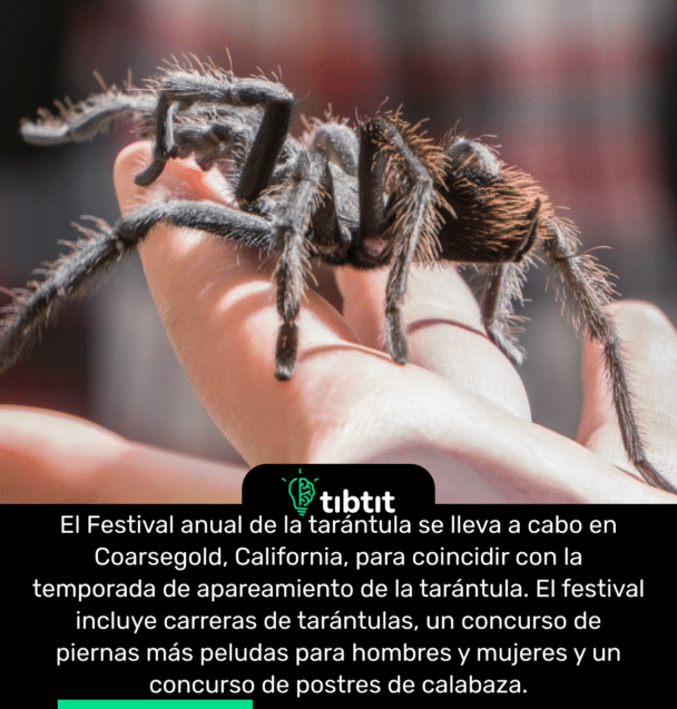 El Festival anual de la tarántula se lleva a cabo en Coarsegold, California, para coincidir con la temporada de apareamiento de la tarántula. El festival incluye carreras de tarántulas, un concurso de piernas más peludas para hombres y mujeres y un concurso de postres de calabaza.