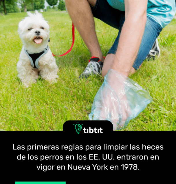 Las primeras reglas para limpiar las heces de los perros en los EE. UU. entraron en vigor en Nueva York en 1978.