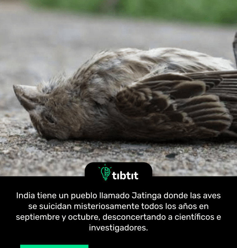 India tiene un pueblo llamado Jatinga donde las aves se suicidan misteriosamente todos los años en septiembre y octubre, desconcertando a científicos e investigadores.