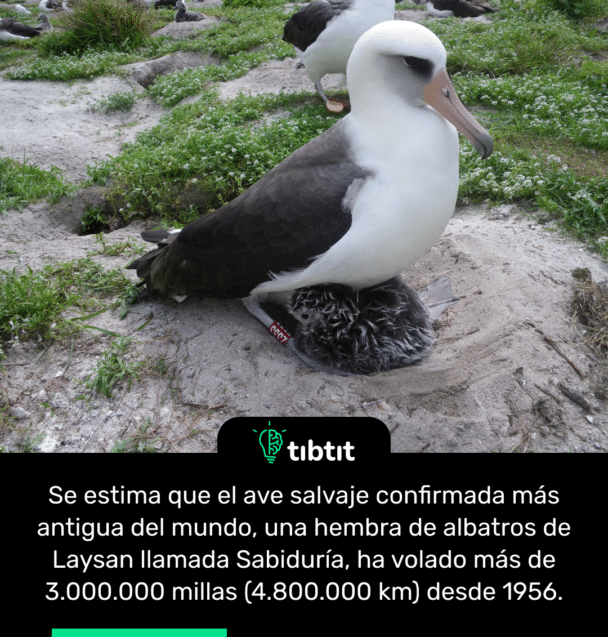 Se estima que el ave salvaje confirmada más antigua del mundo, una hembra de albatros de Laysan llamada Sabiduría, ha volado más de 3.000.000 millas (4.800.000 km) desde 1956.