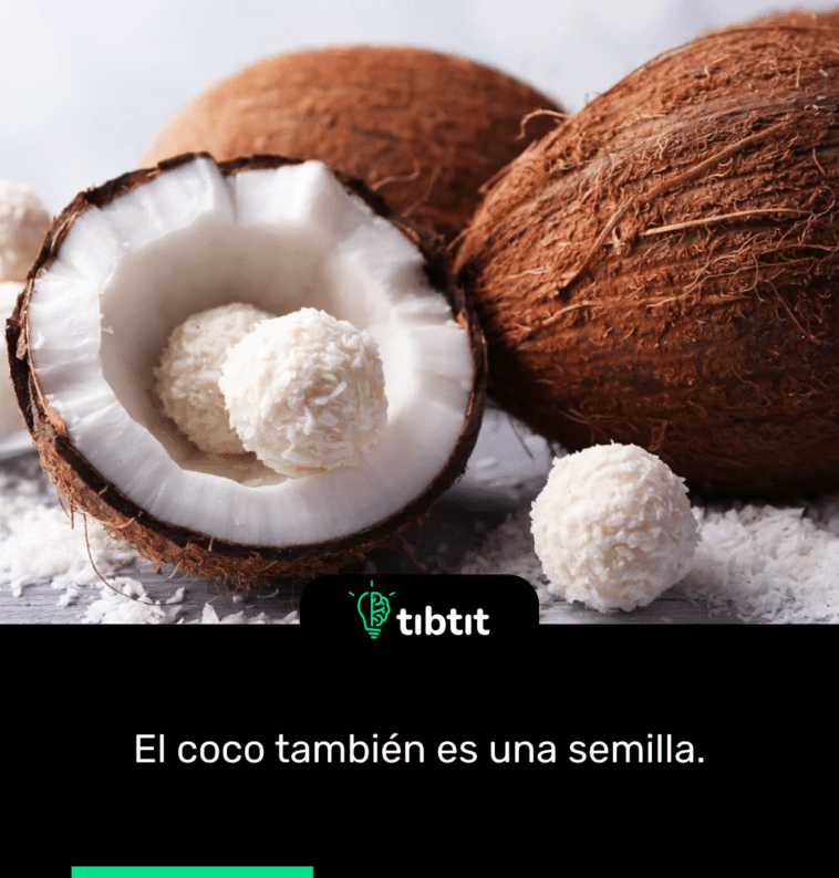 El coco también es una semilla.