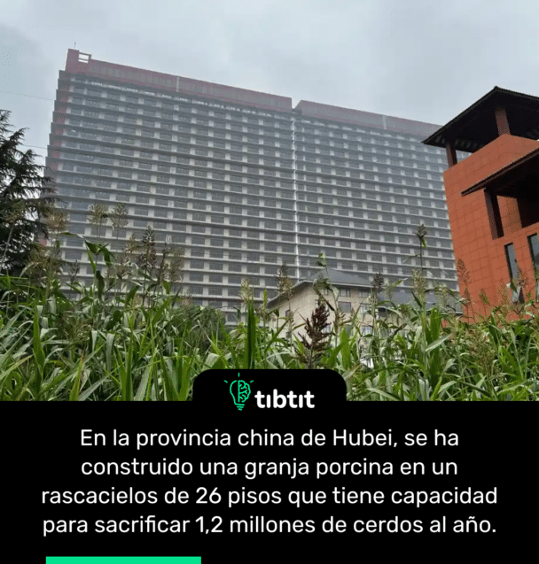 En la provincia china de Hubei, se ha construido una granja porcina en un rascacielos de 26 pisos que tiene capacidad para sacrificar 1,2 millones de cerdos al año.