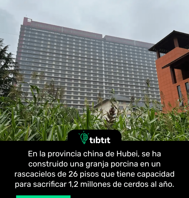 En la provincia china de Hubei, se ha construido una granja porcina en un rascacielos de 26 pisos que tiene capacidad para sacrificar 1,2 millones de cerdos al año.