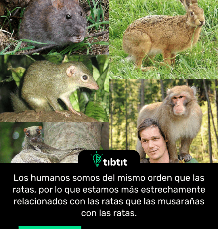 Los humanos somos del mismo orden que las ratas, por lo que estamos más estrechamente relacionados con las ratas que las musarañas con las ratas.