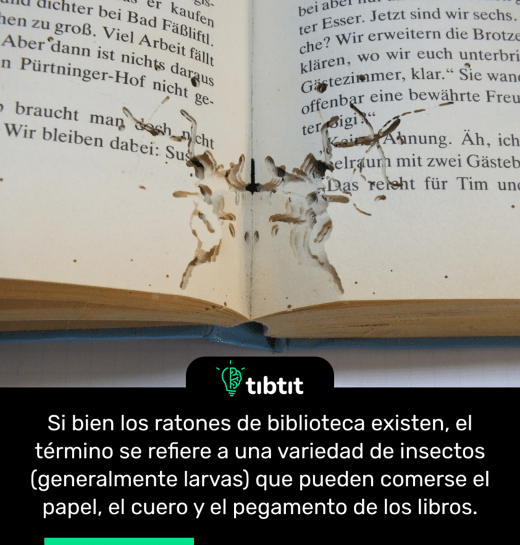 Si bien los ratones de biblioteca existen, el término se refiere a una variedad de insectos (generalmente larvas) que pueden comerse el papel, el cuero y el pegamento de los libros.