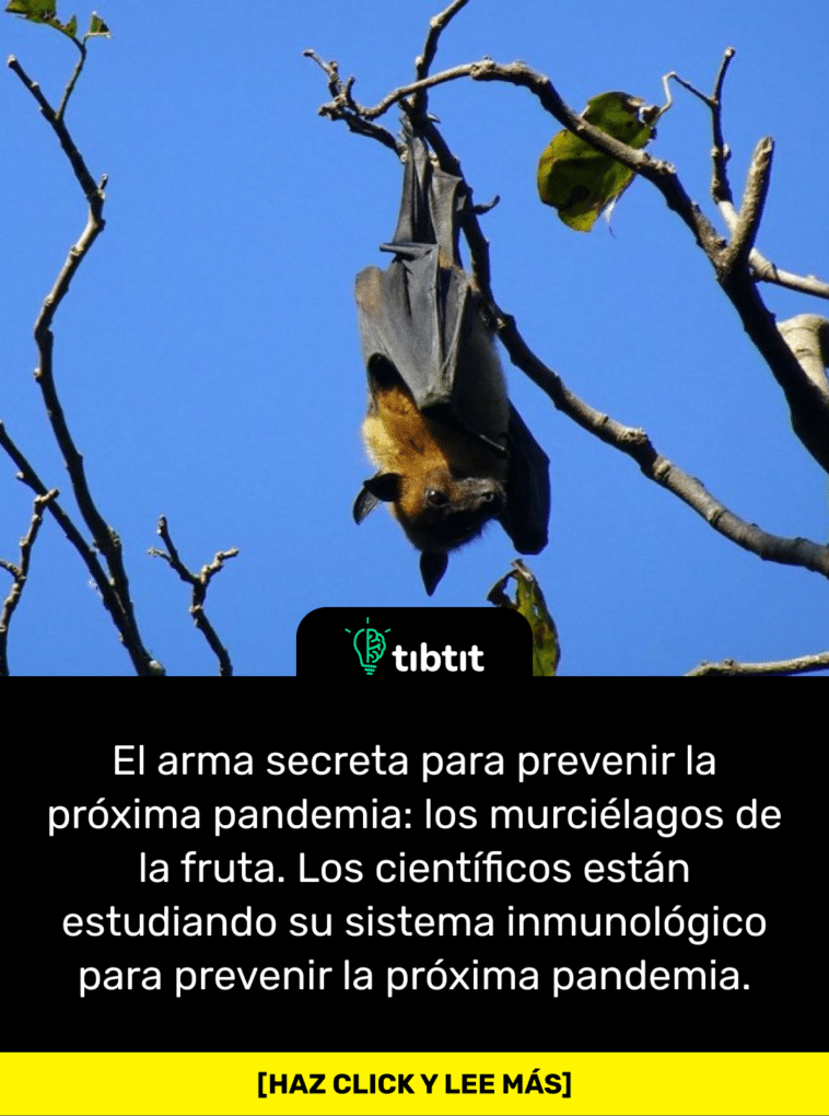 El arma secreta para prevenir la próxima pandemia: los murciélagos de la fruta. Los científicos están estudiando su sistema inmunológico para prevenir la próxima pandemia.