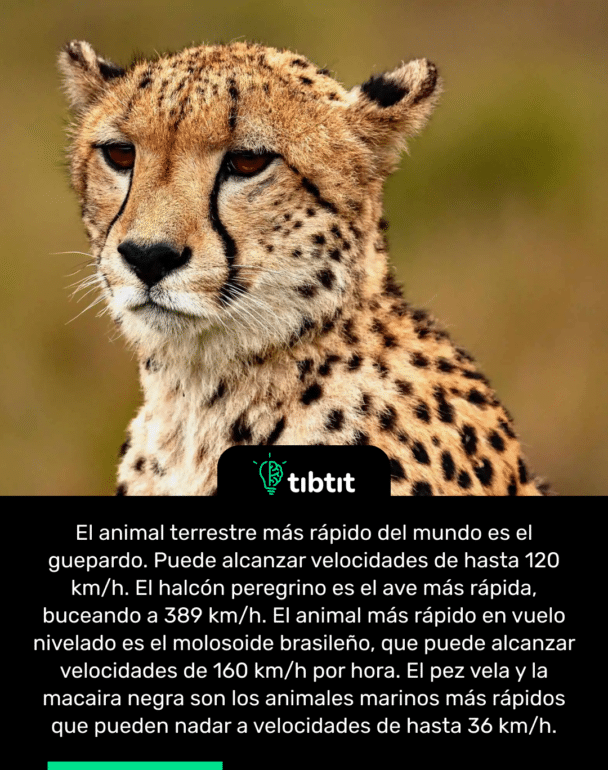 El animal terrestre más rápido del mundo es el guepardo. Puede alcanzar velocidades de hasta 120 km/h. El halcón peregrino es el ave más rápida, buceando a 389 km/h. El animal más rápido en vuelo nivelado es el molosoide brasileño, que puede alcanzar velocidades de 160 km/h por hora. El pez vela y la macaira negra son los animales marinos más rápidos que pueden nadar a velocidades de hasta 36 km/h.
