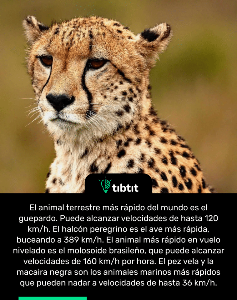 El animal terrestre más rápido del mundo es el guepardo. Puede alcanzar velocidades de hasta 120 km/h. El halcón peregrino es el ave más rápida, buceando a 389 km/h. El animal más rápido en vuelo nivelado es el molosoide brasileño, que puede alcanzar velocidades de 160 km/h por hora. El pez vela y la macaira negra son los animales marinos más rápidos que pueden nadar a velocidades de hasta 36 km/h.