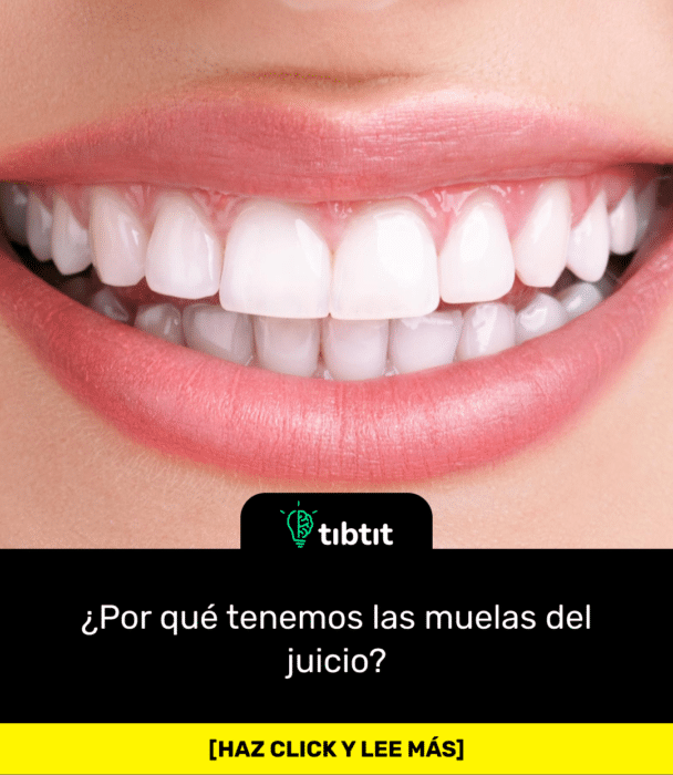 ¿Por qué tenemos las muelas del juicio?