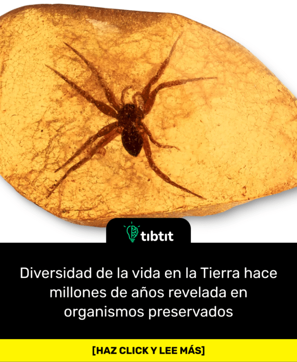 Diversidad de la vida en la Tierra hace millones de años revelada en organismos preservados