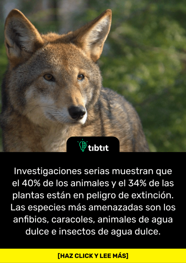 Investigaciones serias muestran que el 40% de los animales y el 34% de las plantas están en peligro de extinción. Las especies más amenazadas son los anfibios, caracoles, animales de agua dulce e insectos de agua dulce.