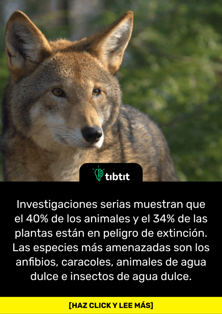Investigaciones serias muestran que el 40% de los animales y el 34% de las plantas están en peligro de extinción. Las especies más amenazadas son los anfibios, caracoles, animales de agua dulce e insectos de agua dulce.