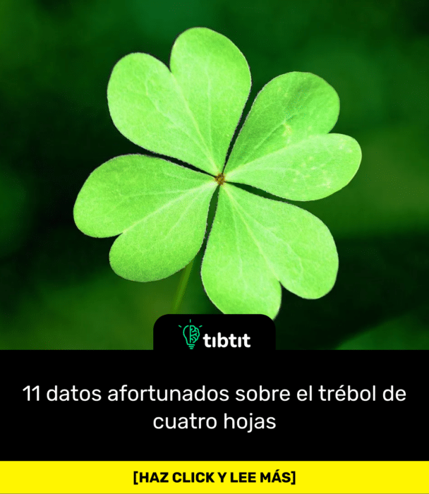 11 datos afortunados sobre el trébol de cuatro hojas