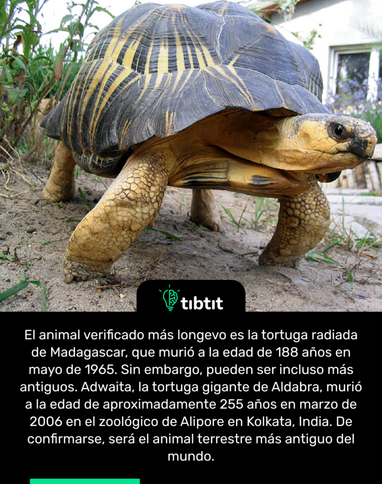 El animal verificado más longevo es la tortuga radiada de Madagascar, que murió a la edad de 188 años en mayo de 1965. Sin embargo, pueden ser incluso más antiguos. Adwaita, la tortuga gigante de Aldabra, murió a la edad de aproximadamente 255 años en marzo de 2006 en el zoológico de Alipore en Kolkata, India. De confirmarse, será el animal terrestre más antiguo del mundo.