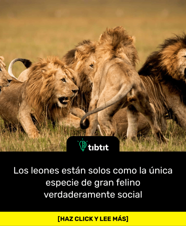 Los leones están solos como la única especie de gran felino verdaderamente social