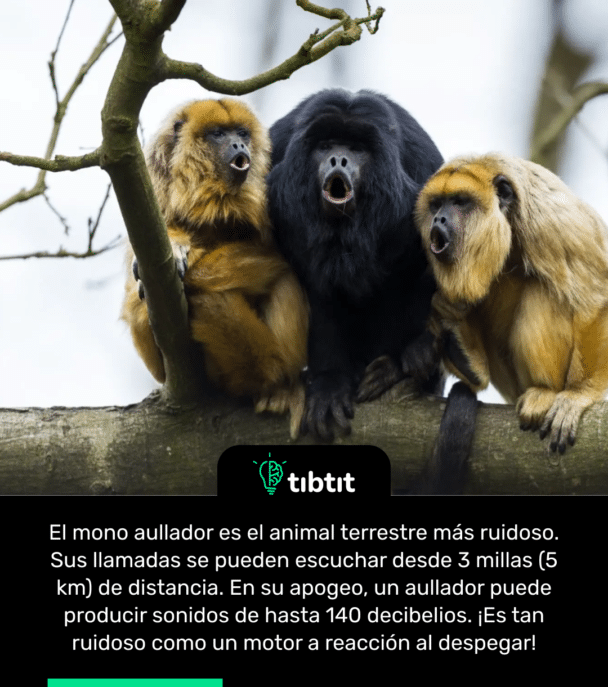 El mono aullador es el animal terrestre más ruidoso. Sus llamadas se pueden escuchar desde 3 millas (5 km) de distancia. En su apogeo, un aullador puede producir sonidos de hasta 140 decibelios. ¡Es tan ruidoso como un motor a reacción al despegar!