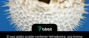 El pez globo puede contener tetrodoxina, una toxina que es hasta 1200 veces más letal para los humanos que el cianuro. Un pez globo contiene suficiente toxina para matar a 30 humanos adultos y no existe un antídoto conocido. Por extraño que parezca, un poco de carne de globo todavía se considera un manjar en Japón. La carne llamada Fugu es costosa y solo la preparan chefs licenciados con más de 3 años de riguroso entrenamiento que eliminan las partes tóxicas de la carne para los comensales.