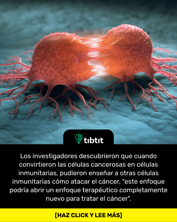 Los investigadores descubrieron que cuando convirtieron las células cancerosas en células inmunitarias, pudieron enseñar a otras células inmunitarias cómo atacar el cáncer, "este enfoque podría abrir un enfoque terapéutico completamente nuevo para tratar el cáncer".