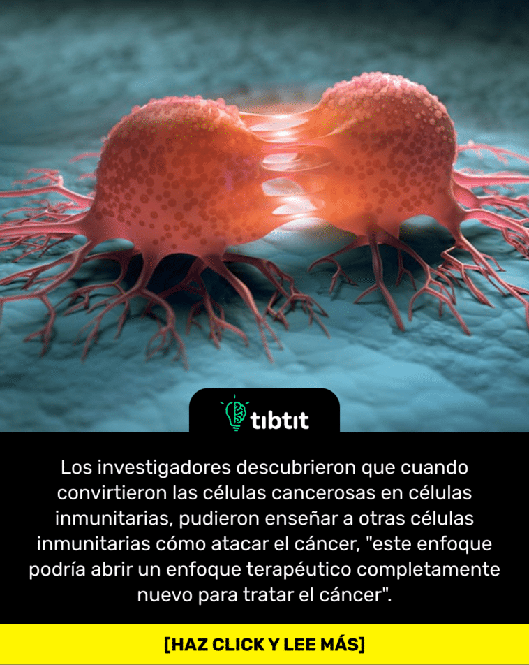 Los investigadores descubrieron que cuando convirtieron las células cancerosas en células inmunitarias, pudieron enseñar a otras células inmunitarias cómo atacar el cáncer, "este enfoque podría abrir un enfoque terapéutico completamente nuevo para tratar el cáncer".