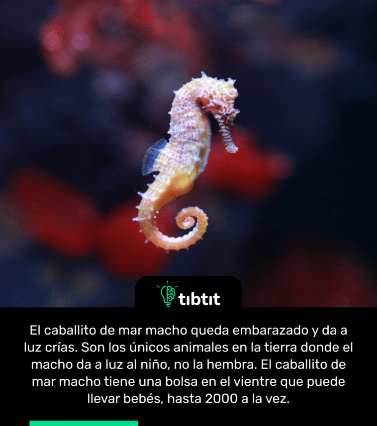 El caballito de mar macho queda embarazado y da a luz crías. Son los únicos animales en la tierra donde el macho da a luz al niño, no la hembra. El caballito de mar macho tiene una bolsa en el vientre que puede llevar bebés, hasta 2000 a la vez.