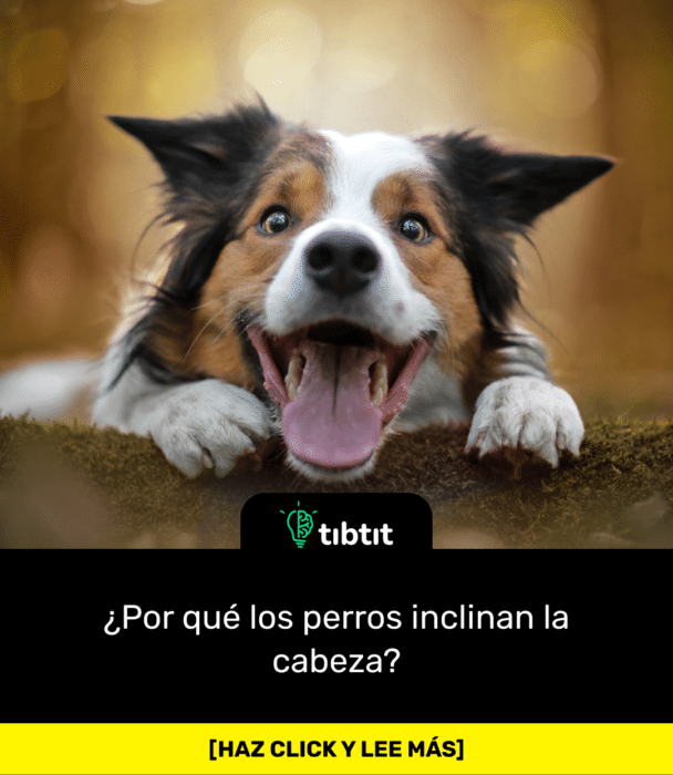 ¿Por qué los perros inclinan la cabeza?