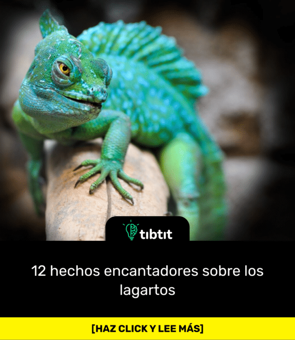 12 hechos encantadores sobre los lagartos