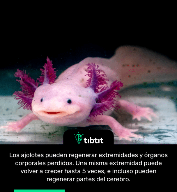 Los ajolotes pueden regenerar extremidades y órganos corporales perdidos. Una misma extremidad puede volver a crecer hasta 5 veces, e incluso pueden regenerar partes del cerebro.