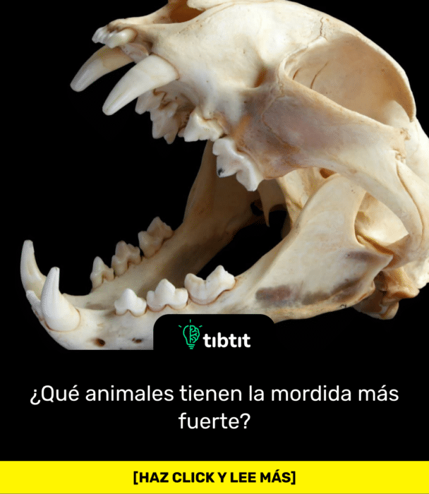 ¿Qué animales tienen la mordida más fuerte?