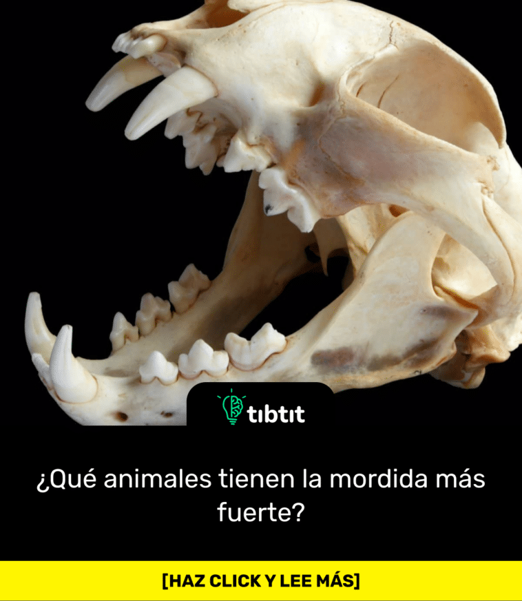¿Qué animales tienen la mordida más fuerte?