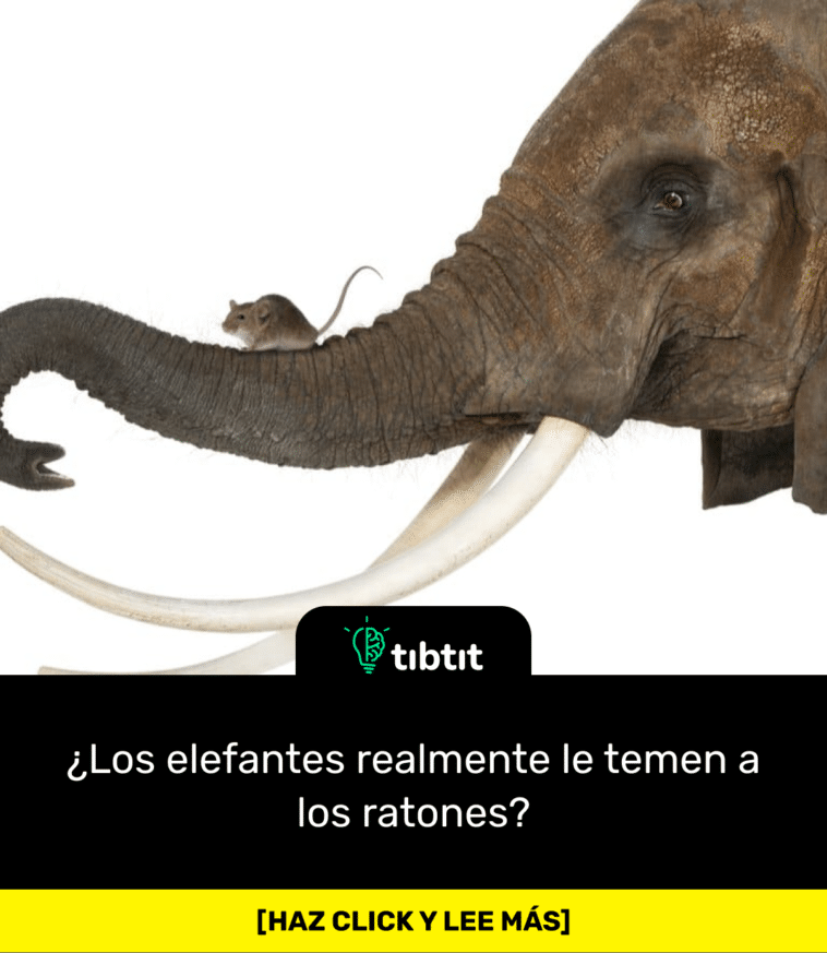¿Los elefantes realmente le temen a los ratones?