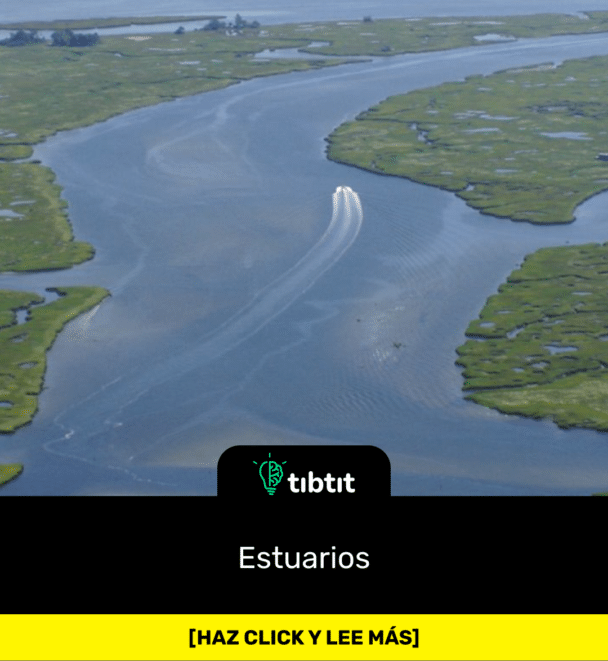 Estuarios