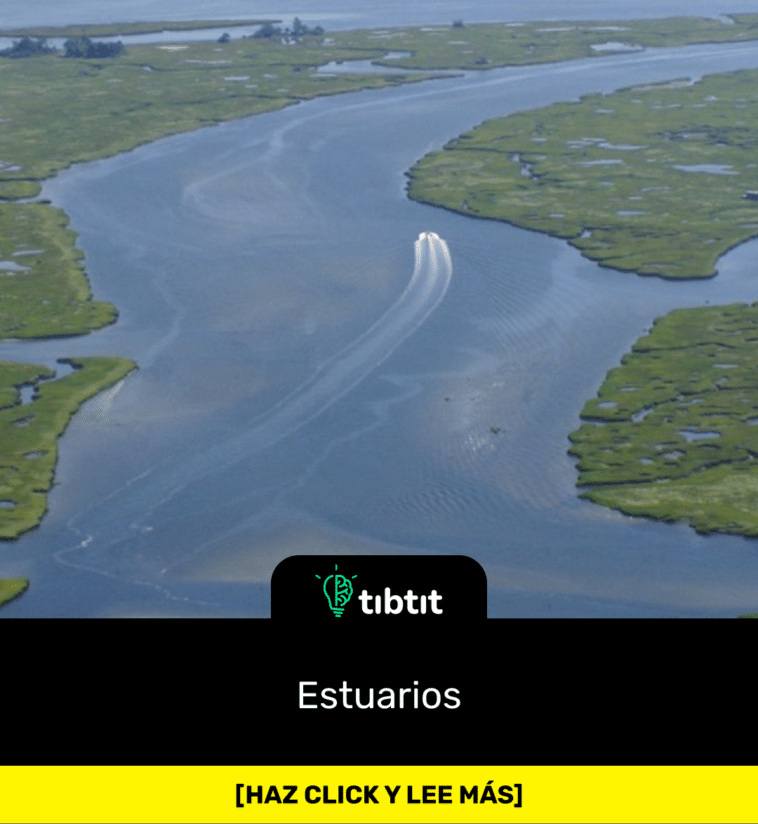 Estuarios