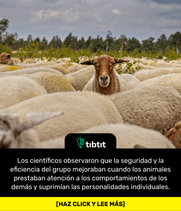 Los científicos observaron que la seguridad y la eficiencia del grupo mejoraban cuando los animales prestaban atención a los comportamientos de los demás y suprimían las personalidades individuales.
