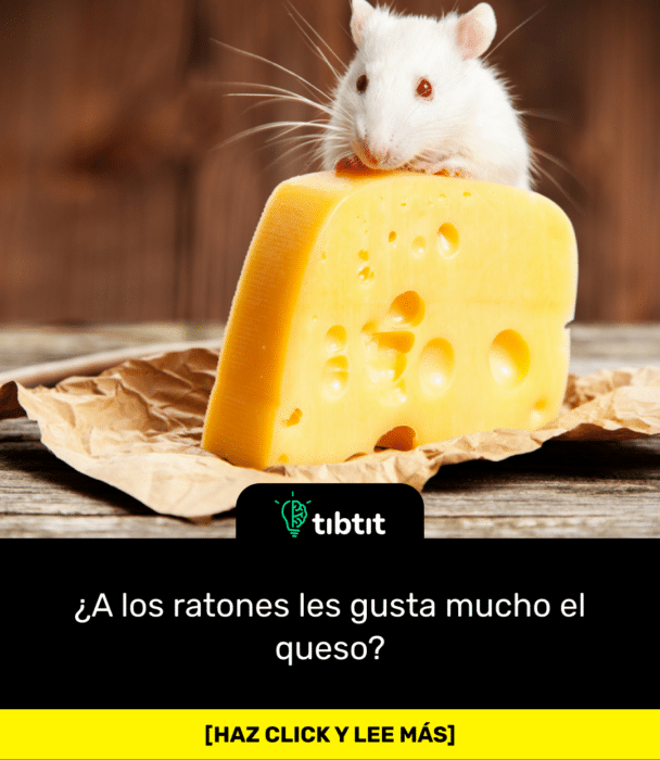 ¿A los ratones les gusta mucho el queso?