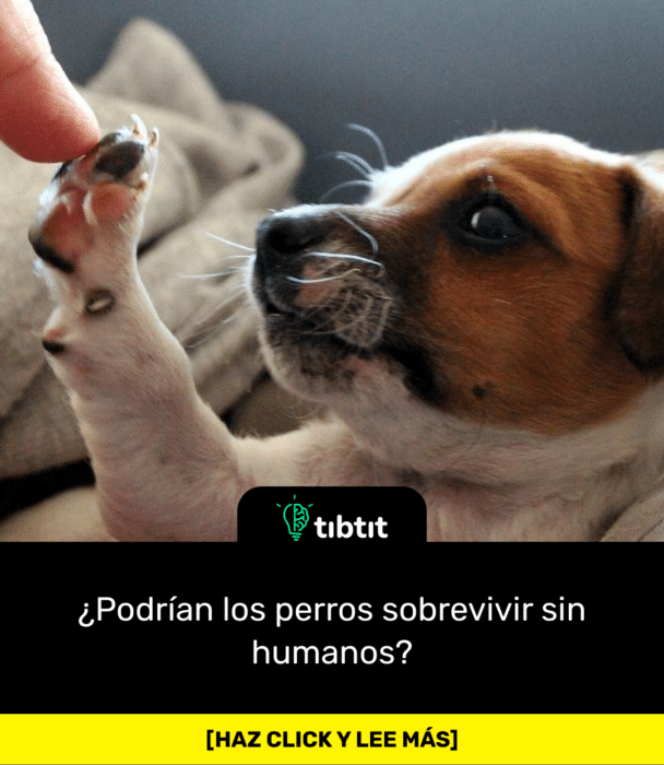 ¿Podrían los perros sobrevivir sin humanos?